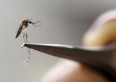 That mosquito buzzing around you might not be as harmless as you think… dengue is still a threat in Malaysia