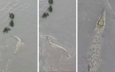 Search for elusive Klang River crocodile hampered by strong currents, rain amid third sighting near Malayan Mansion