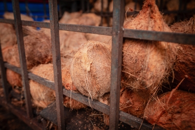 GOF uncovers coconut smuggling operation, seizing 42,700 coconuts worth RM1.2m