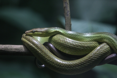 Snake takes out power in Sarawak township for several hours