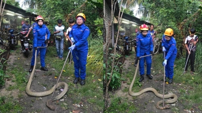 Deadly king cobra as long as a car caught inside Baling home