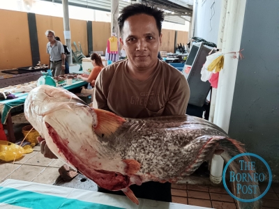 Whopper of a catch: Fisherman reels in giant 36kg Ikan Tapah in Kapit